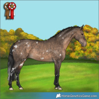 Horse Color:White Spotted Brown Dun Appaloosa Rabicano