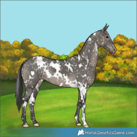 Horse Color:White Spotted Grullo Appaloosa 
