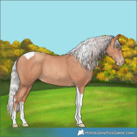 Horse Color:Silver Amber Champagne Tobiano Rabicano