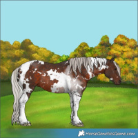 Horse Color:White Spotted Silver Brown Tobiano Rabicano 