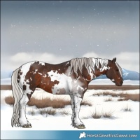 Horse Color:White Spotted Silver Brown Tobiano Rabicano