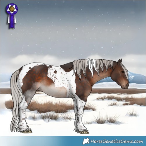 Horse Color:Silver Brown Tobiano 