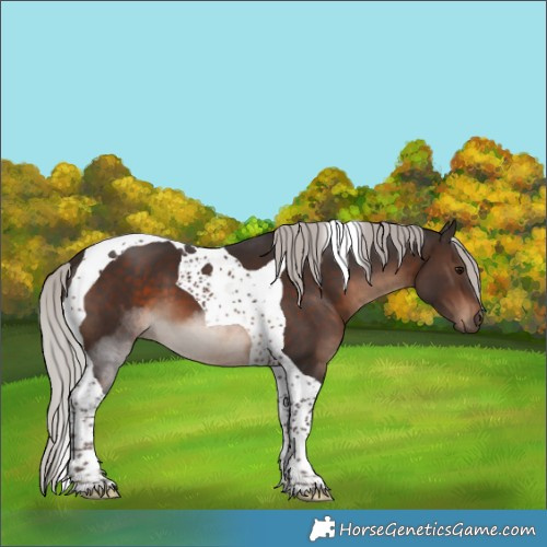Horse Color:Silver Brown Tobiano 
