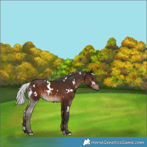 Horse Color:White Spotted Silver Brown 