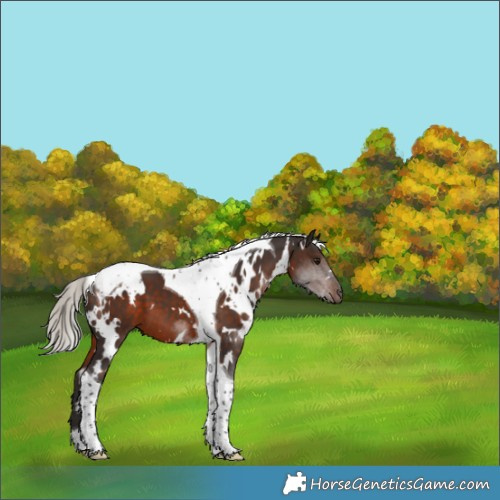 Horse Color:White Spotted Silver Brown Tobiano 