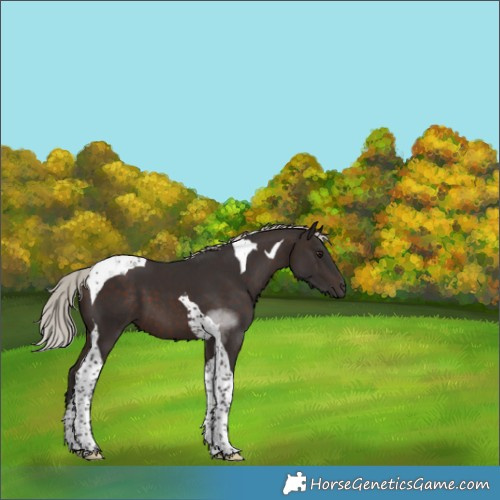 Horse Color:Silver Brown Tobiano 