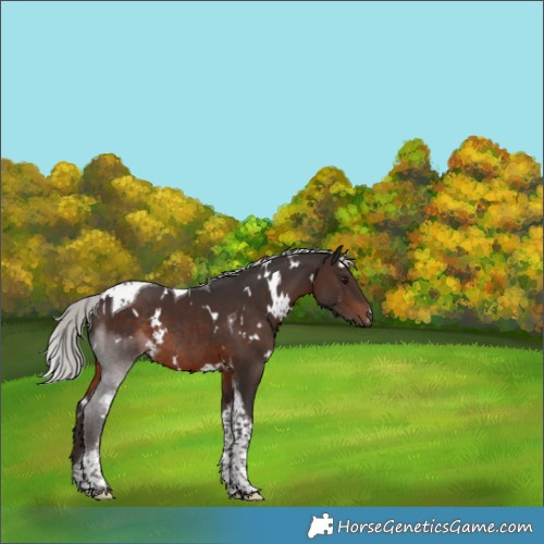 Horse Color:White Spotted Silver Brown Tobiano Rabicano 