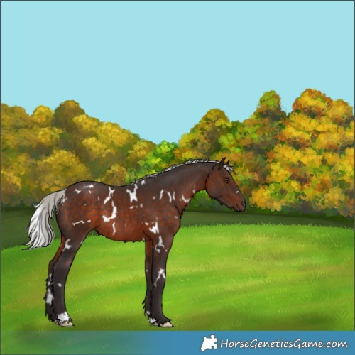 Horse Color:White Spotted Silver Brown Rabicano 