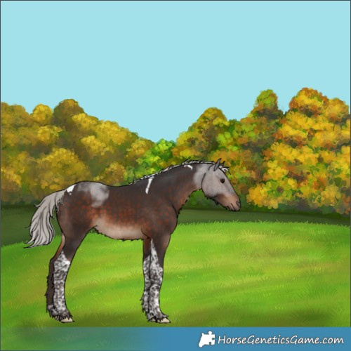 Horse Color:Silver Brown Tobiano 
