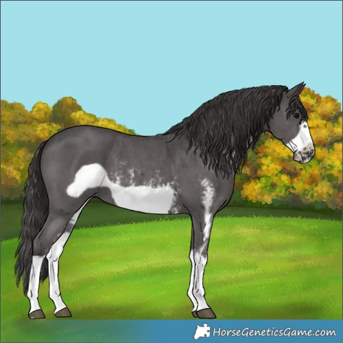 Horse Color:Smoky Black Sabino Splash Frame