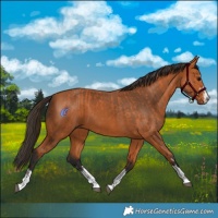 Horse Color:Bay and Bay