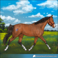 Horse Color:Bay  and Bay 