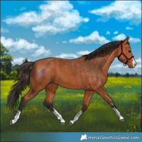 Horse Color:Bay  and Bay 