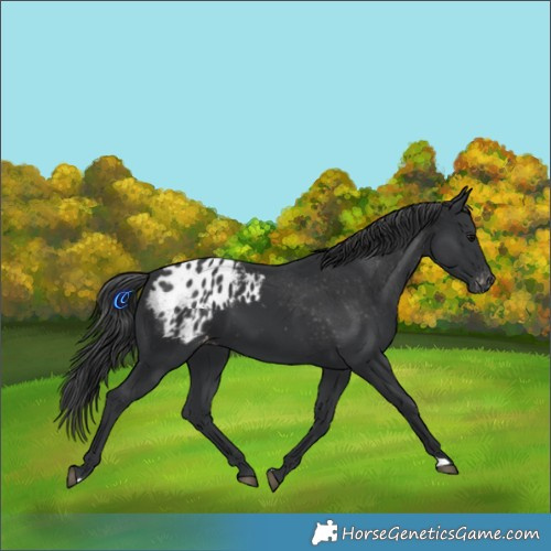 Horse Color:Black Appaloosa