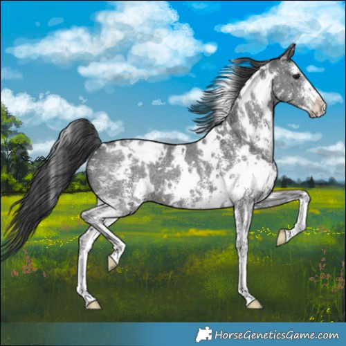 Horse Color:White Spotted Black Sabino Appaloosa