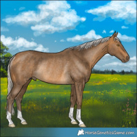 Horse Color:Silver Buckskin Rabicano