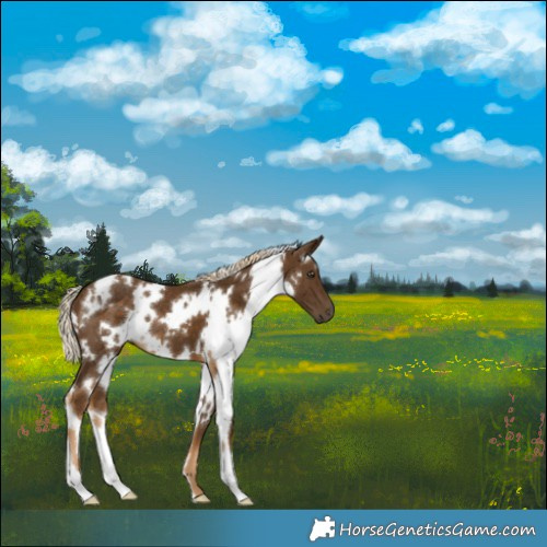 Horse Color:White Spotted Chocolate Palomino