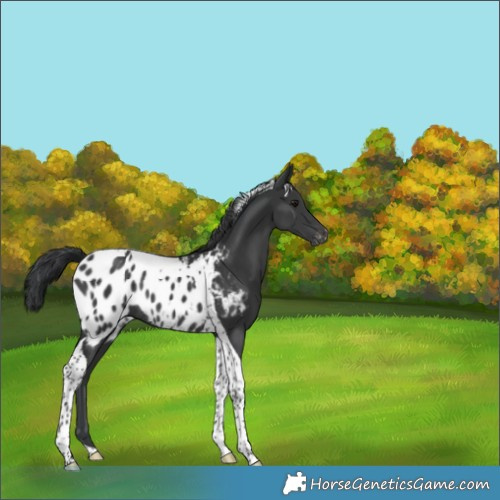 Horse Color:Black Tobiano Appaloosa Rabicano 
