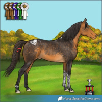 Horse Color:Buckskin Tobiano Appaloosa