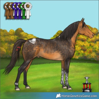 Horse Color:Buckskin Tobiano Appaloosa