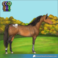 Horse Color:Buckskin Tobiano Appaloosa 