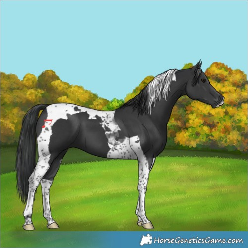Horse Color:Black Tobiano 
