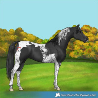Horse Color:Black Tobiano 