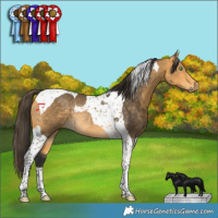 Horse Color:Buckskin Tobiano Rabicano 
