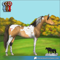 Horse Color:Buckskin Tobiano Rabicano 