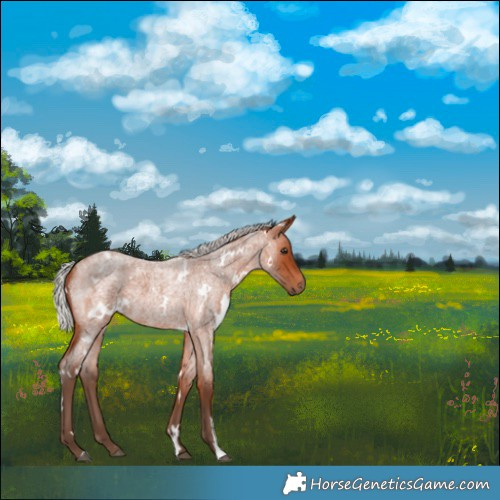 Horse Color:White Spotted Silver Bay Roan 