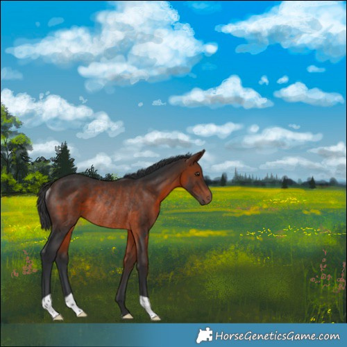 Horse Color:Brown Rabicano