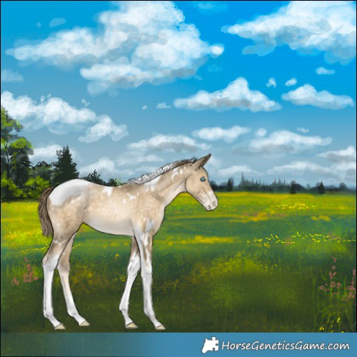 Horse Color:White Spotted Buckskin Pearl Tobiano