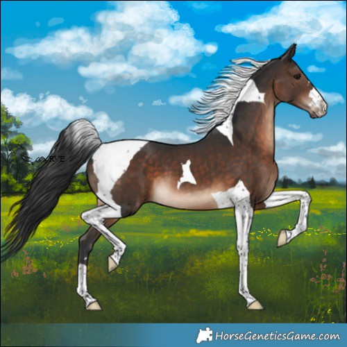 Horse Color:Brown Tobiano