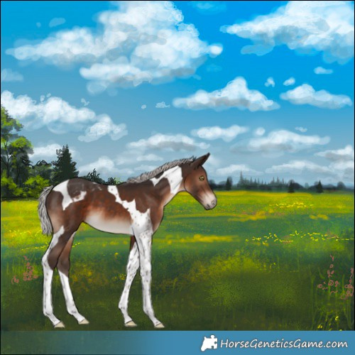 Horse Color:Silver Brown Tobiano