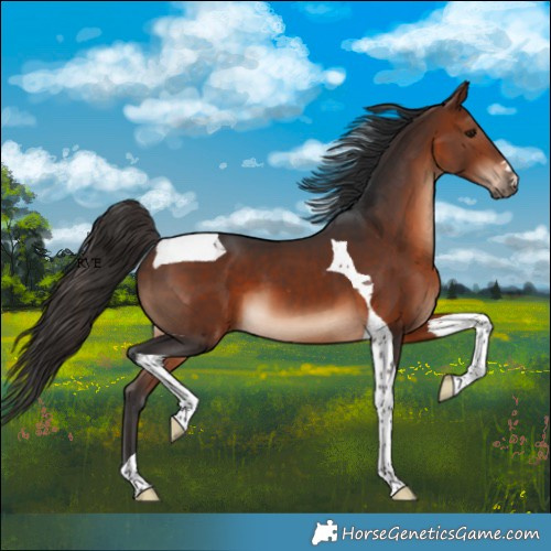 Horse Color:Bay Tobiano