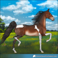 Horse Color:Bay Tobiano