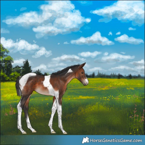 Horse Color:Brown Tobiano