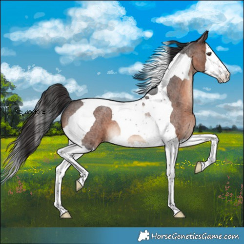 Horse Color:Brown Roan Splash Tobiano