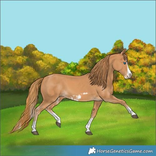 Horse Color:Chestnut Splash Frame  and Chestnut Splash Frame 