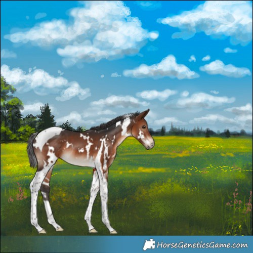 Horse Color:White Spotted Brown Tobiano
