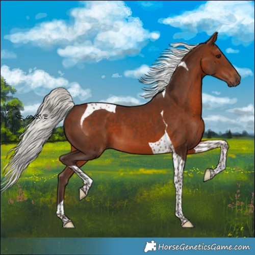 Horse Color:Silver Brown Tobiano