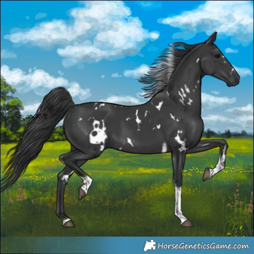 Horse Color:White Spotted Black Tobiano
