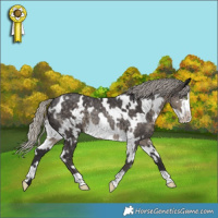 Horse Color:White Spotted Silver Smoky Black Frame Rabicano