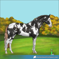 Horse Color:White Spotted Liver Chestnut Splash Frame