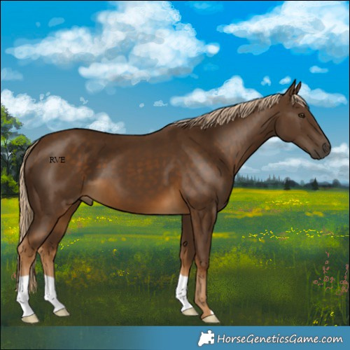 Horse Color:Chocolate Palomino