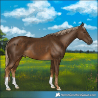 Horse Color:Chocolate Palomino 