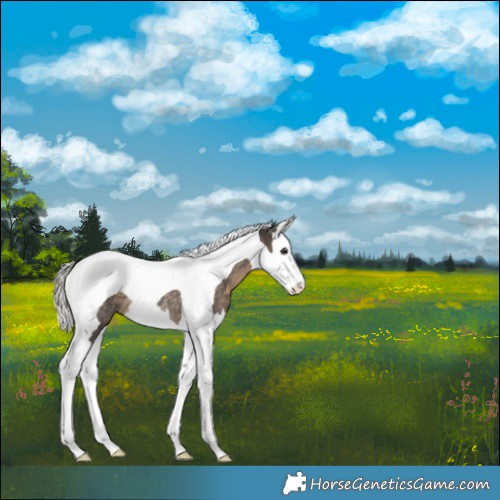 Horse Color:Silver Smoky Black Splash Tobiano Rabicano