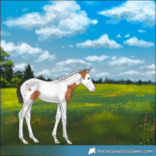 Horse Color:Bay Splash Tobiano Rabicano
