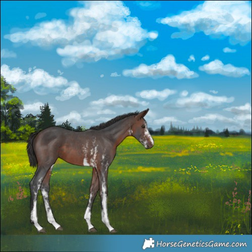 Horse Color:Brown Sabino 
