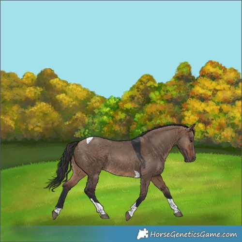 Horse Color:Brown Dun Tobiano 